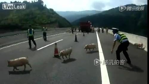 Cina, maialini in fuga sulla strada