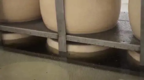 Solo una forma su un milione:  ritrovato miracolosamente  il Parmigiano del secolo scorso
