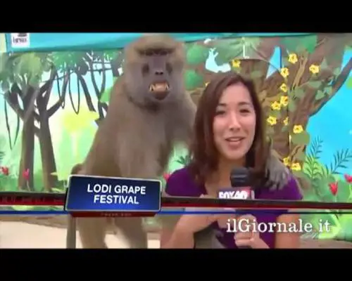 Babbuino tocca tette ad una giornalista