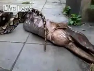 Pitone rigurgita cane "indigesto" appena ingoiato