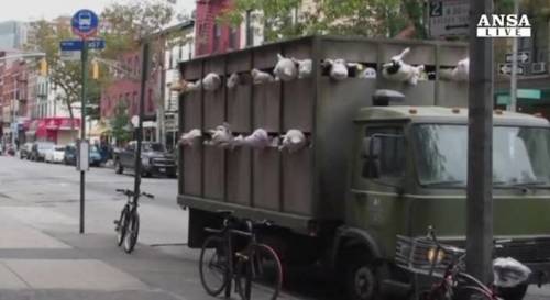 New York, Banksy e le urla dei peluche 