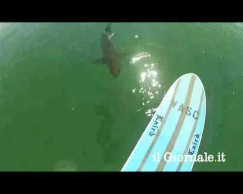 Squalo bianco sotto tavola da surf