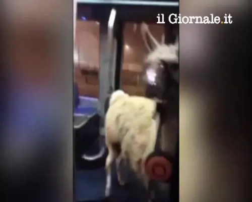 Ragazzi ubriachi rubano lama allo zoo