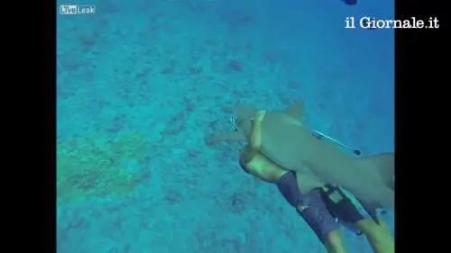 Mentre nuota, abbraccia uno squalo