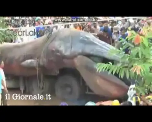 Vietnam, recuperati i resti di un mostro marino