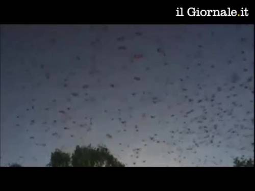 Australia, città invasa dai pipistrelli