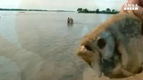 Più di 60 i feriti a causa dei piranha