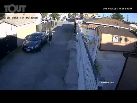 Investe il proprio cane: arrestato