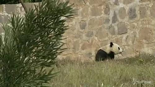 Panda gigante nato in Usa va in Cina e cambia dieta 