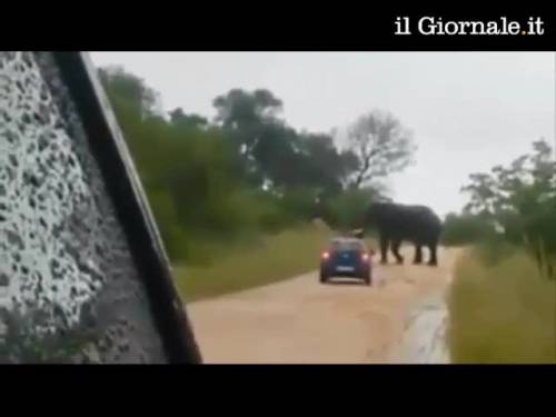 Elefante si arrbabbia e ribalta un'auto