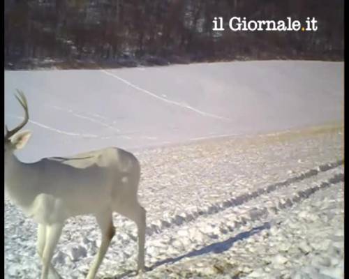 Winscosin: quando il cervo bianco perde le corna