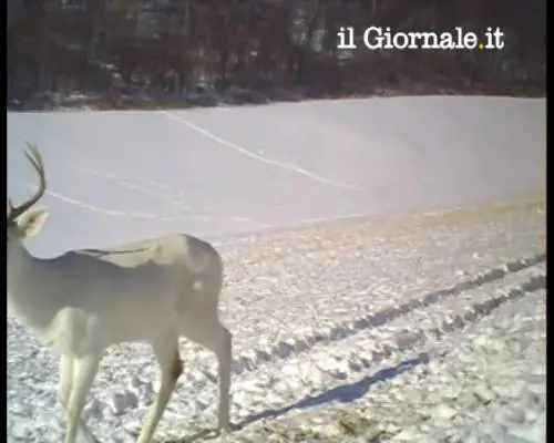 Winscosin: quando il cervo bianco perde le corna