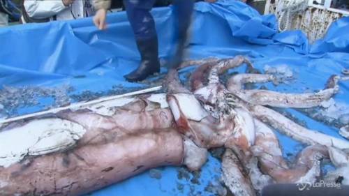 Calamaro gigante pescato in Giappone