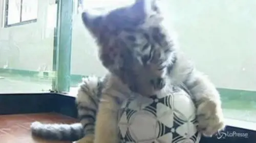 Cuccioli di tigre siberiana nutriti con latte di cane