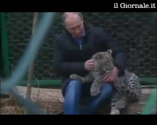 Putin e il leopardo, mascotte dei Giochi
