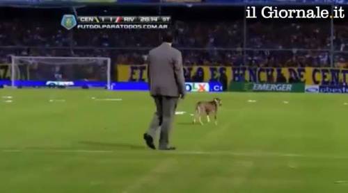 Argentina, il cane interrompe la partita e fa i propri bisogni in campo