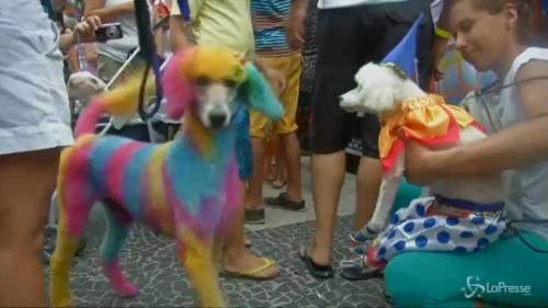 Carnevale di Rio: sfilano gli amici a quattro zampe 