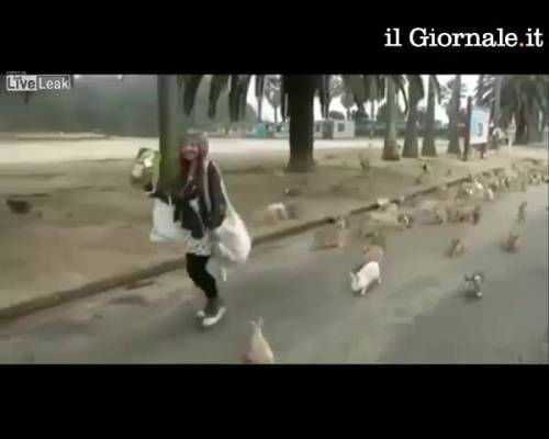 Giappone, assediata dai conigli in un parco pubblico