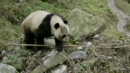 Cina, panda gigante fa incursione in un villaggio e morde un abitante