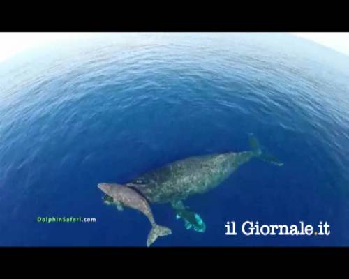 Balene e delfini ripresi dal drone