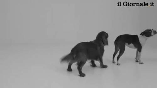 First Sniff, la prima "annusatina" dei cani è una parodia dei baci