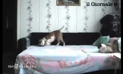 Quando non c'è il padrone, i cani ballano