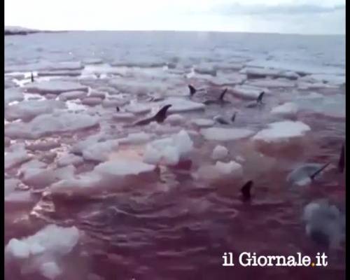 Canada, il destino dei delfini intrappolati fra i ghiacci