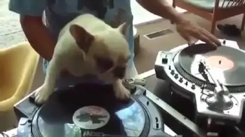 Ecco il cane dj