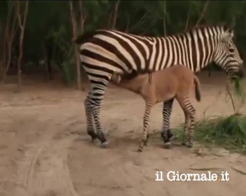 In Messico nasce lo zonkey, metà zebra metà asino