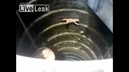 Un gatto come Spiderman, cade in un pozzo ma riesce a salvarsi 