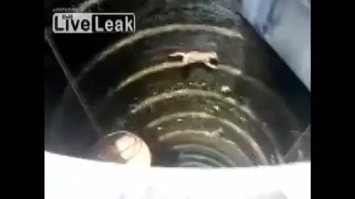 Un gatto come Spiderman, cade in un pozzo ma riesce a salvarsi 