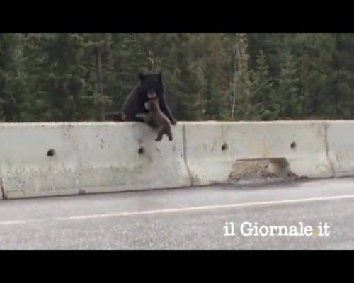 Mamma orsa salva cucciolo in autostrada