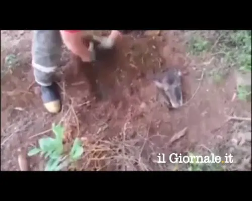 Brasile, salvato un cane sepolto vivo