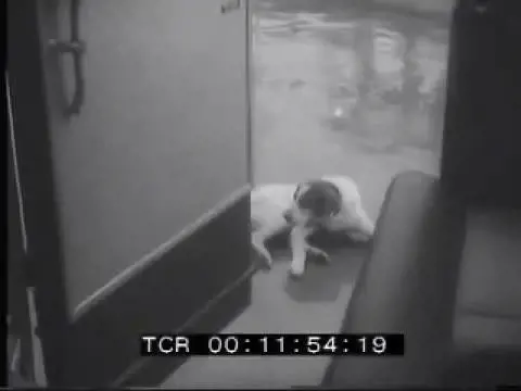 Fido, l'Hachiko italiano