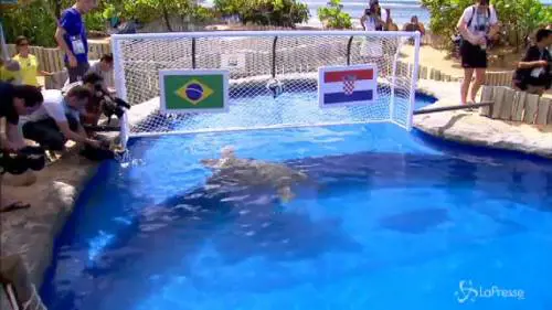 Mondiali 2014, la tartaruga Big Head è l’erede del polpo Paul 