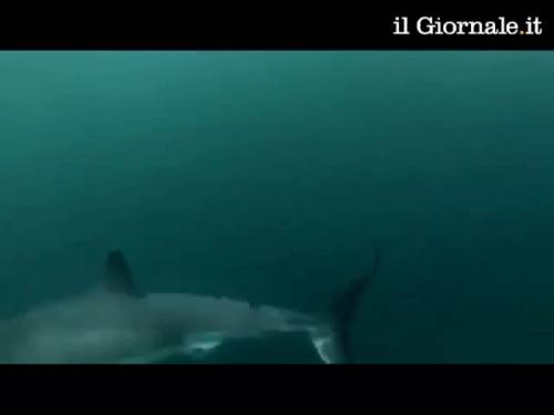 Si getta in acqua  con la GoPro.  Incontra uno squalo