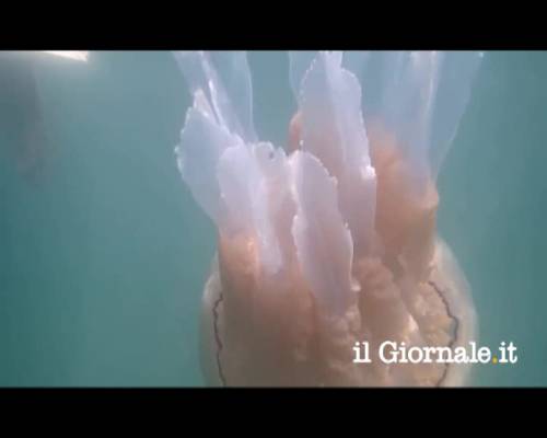Inghilterra, individuata medusa di 20 kg