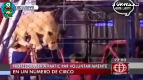 Choc in Perù: professoressa attaccata da una tigre