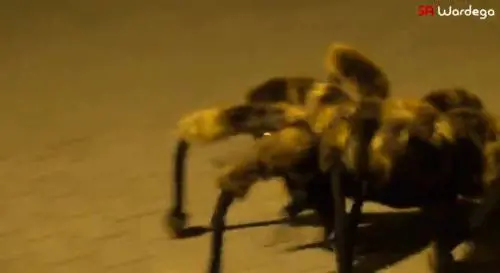 Il cane travestito da ragno che terrorizza la Polonia