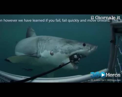 Nuova Zelanda, squalo famelico divora videocamera
