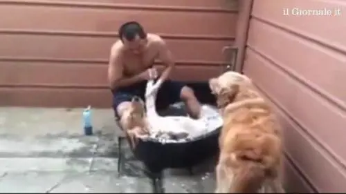 Un cane si rilassa beato alla Spa