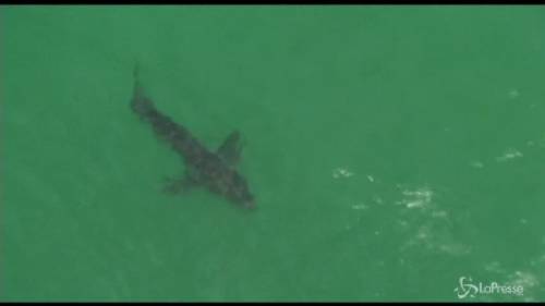 Squalo bianco uccide un 50enne in Australia