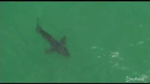 Squalo bianco uccide un 50enne in Australia