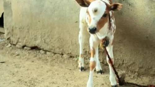 India, nasce vitello con il terzo occhio: "Shiva reincarnato"