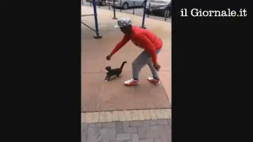 Tira un calcio a un gatto. Ora rischia il carcere