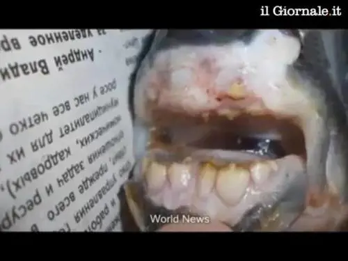 Il pesce con i denti umani