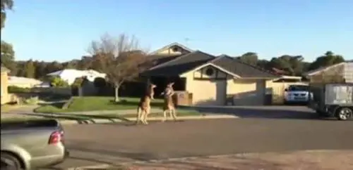 Canguri rissosi in Australia