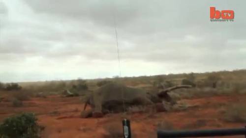 Elefante colpito da freccia avvelenata salvato dai veterinari