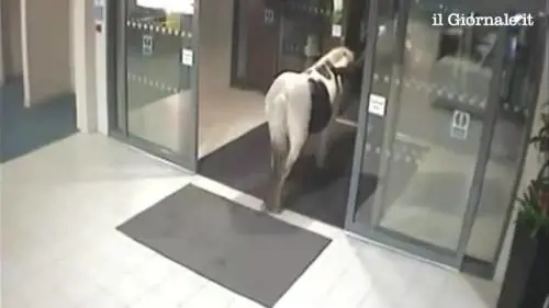 Intruso nel distretto di polizia..è un cavallo!