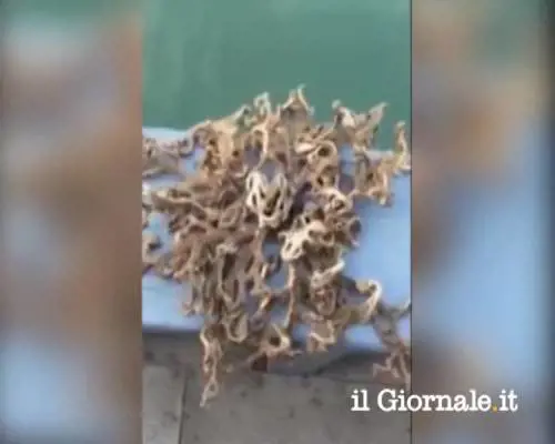 Singapore, pescata una creatura mai vista